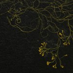 Artist Talk: Thinking with Slime Mould