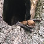 Bat Ecology and Survey Workshop