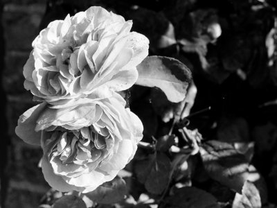 Christina Rossetti on the beauty of the rose