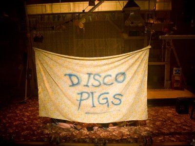 Disco Pigs