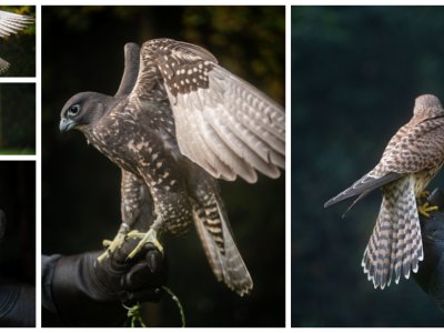 Falconry Photography with Woodland Hawking - February