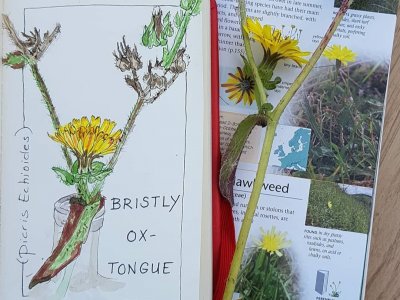 Nature Journalling - Wildflowers