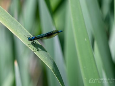 Photographic Late Spring Nature Walk in Cassiobury Park Nature