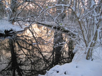 Winter Trees Crafternoon:  A free drop-in festive craft activity