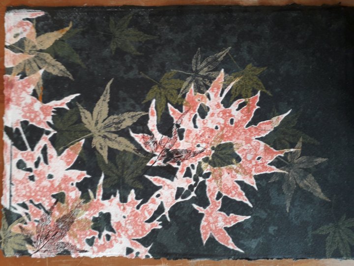 JAPANESE MAPLE