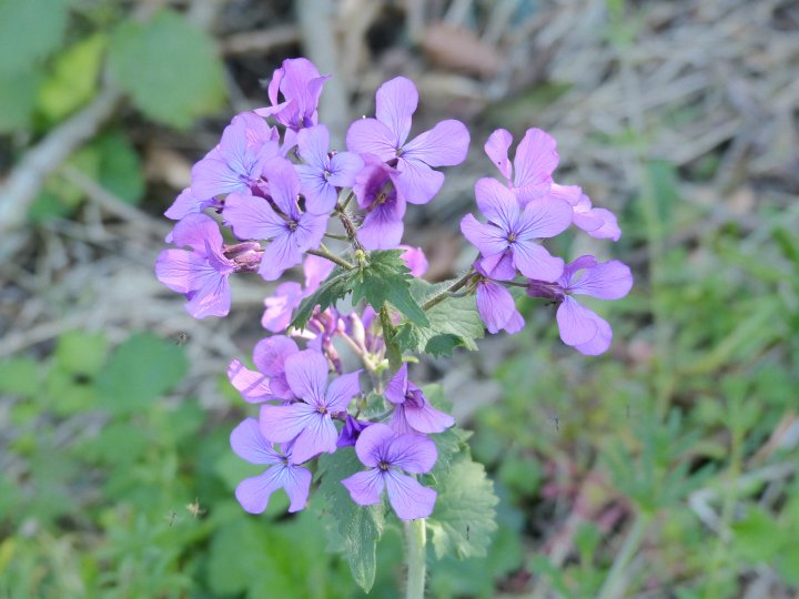 What flower is this?