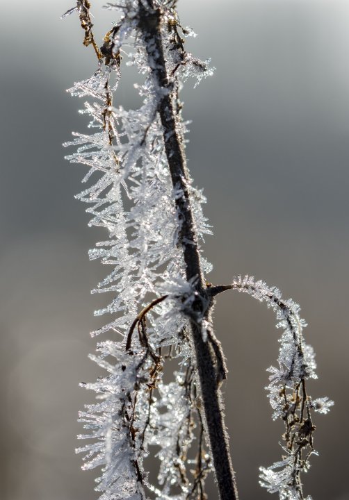 Winter Garden Photography