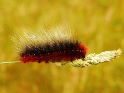 Creepy Crawly Crafting - Free Family Workshop