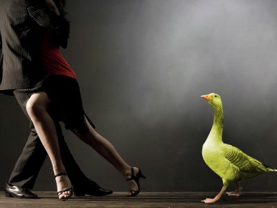 Yellow Goose Dance 4