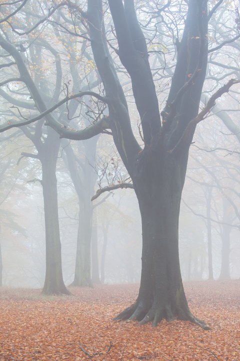 Woodland - Mirfield, West Yorkshire