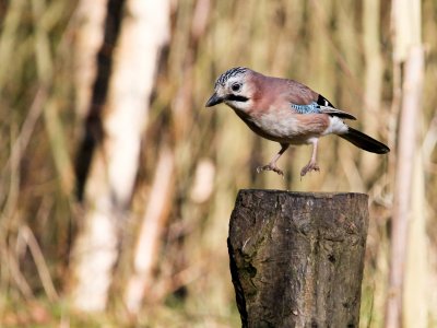 Guardian Witness wildlife of the year assignment