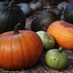 Apple and Pumpkin Day