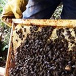 Craft of Natural Beekeeping: 6 Week Course