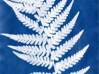 Cyanotype workshop with Rebecca Chesney