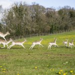 Deer Park Opening