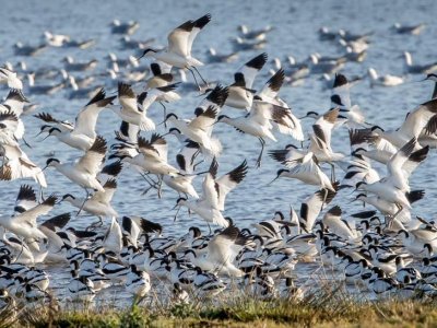 Devon Birds - 2017 Photographic Exhibition