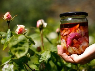 Forage and Wild Medicine day