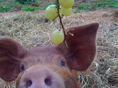 Fun on the Farm Photo Competition