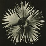 Karl Blossfeldt : Art Forms in Nature.