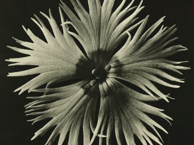 Karl Blossfeldt : Art Forms in Nature.