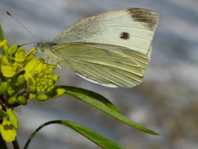 The Big Butterfly Count at Compton Castle