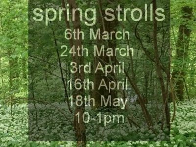 Wander for wellbeing - spring strolls - forest bathing