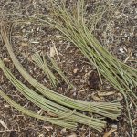 Willow Weaving at organicARTS