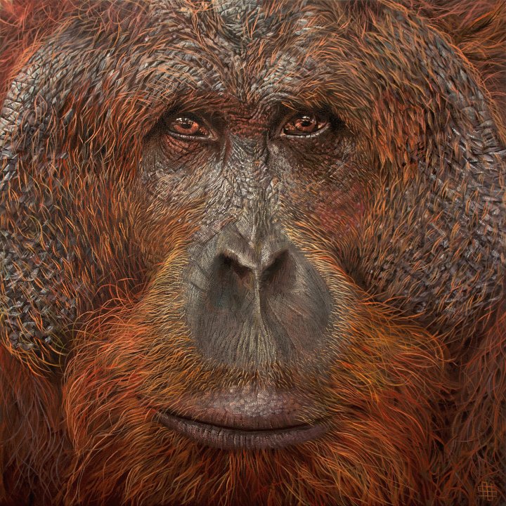 Adult male orangutan