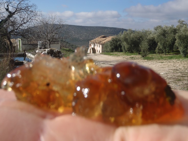 Almond tree sap jelly