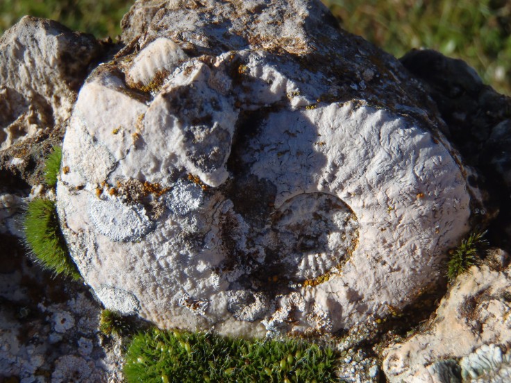 Ammonite