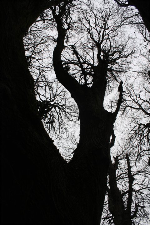 An encounter with an extraordinary tree (1)