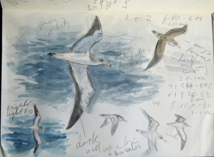 Cory's Shearwater