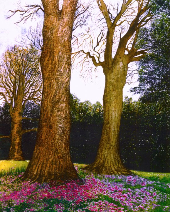 CYCLAMENS AT KILLERTON