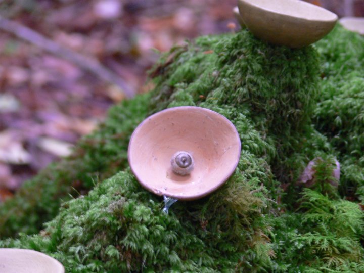 Detail of unfired thumb-pot, en situ, a few days later