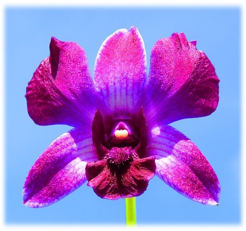 Orchid