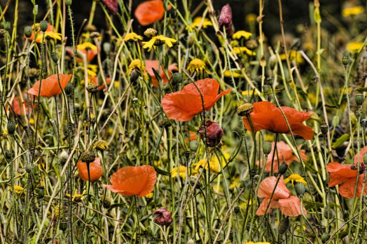 Poppy Colour