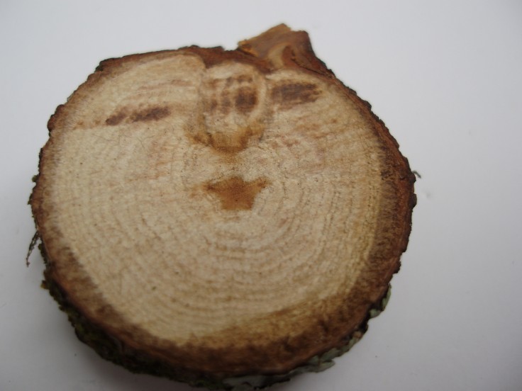 Oak talisman