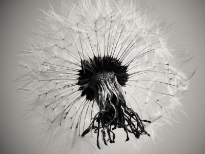 Dandelion