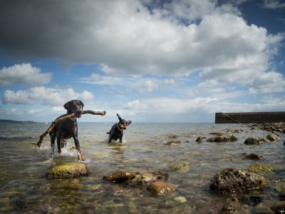 Dobermanns, Babbacombe Beach