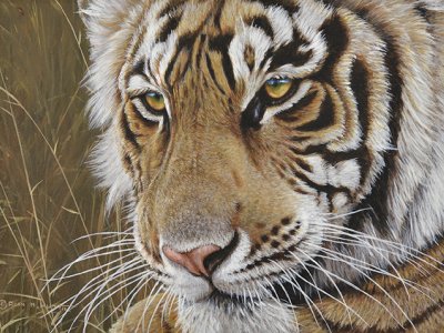 New International wildlife artist in Torquay