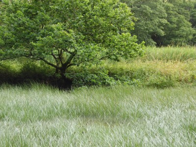 South Devon Area of Outstanding Natural Beauty