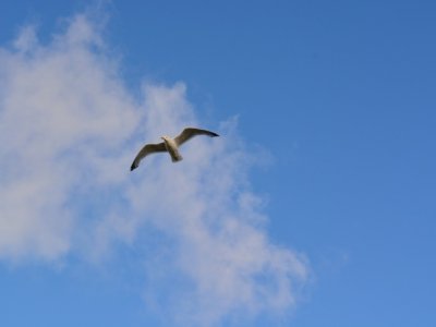 That's who he is. That's what he saw - Pelagic boat tour story