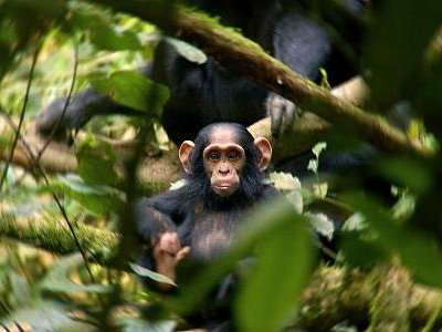 Zambia Chimpanzee Sanctuary Fundraising Campaign