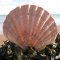 Seashell Communications