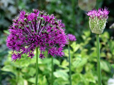 The Garden Show at Stansted Park 7-9 June 2013